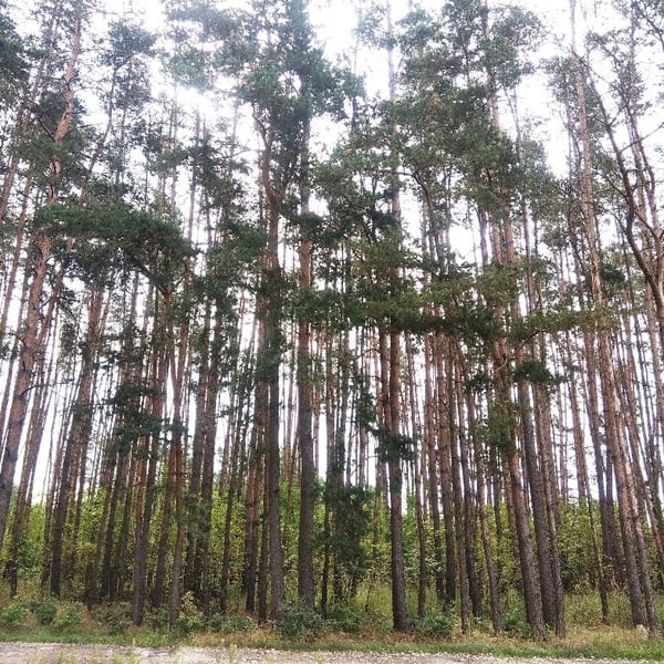 Lesy  21213 m² v okolí Veselí nad Lužnicí