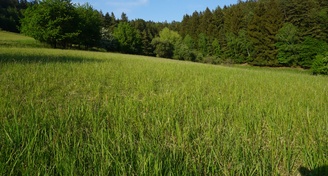 Prodej pozemků - trvalý travní porost, lesní pozemek, 8071m² - k.ú.Šťudlov