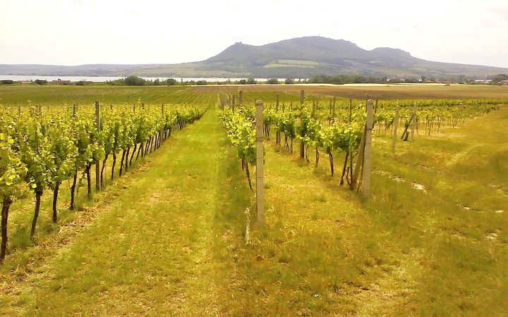Exkluzivní prodej certifikovaného vinařství na Moravě - vinice, sklep, sklad, technologie, značka a zásoby.