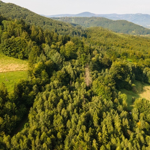 Prodej vzrostlého, udržovaného lesa, 20 558 m2, v obci Nýdek