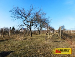 Dobšice, pronájem zahrady, 488 m², vinohrad – pozemek - Pozemky Znojmo