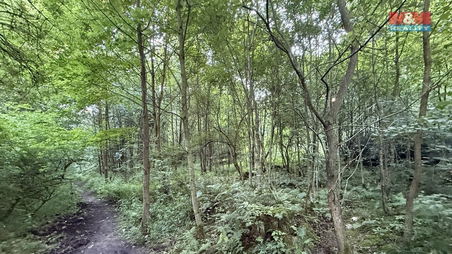 Prodej lesy, 5 139 m² - Tábor - Horky