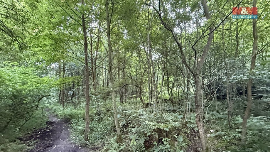 Prodej lesa 5 139 m², Tábor