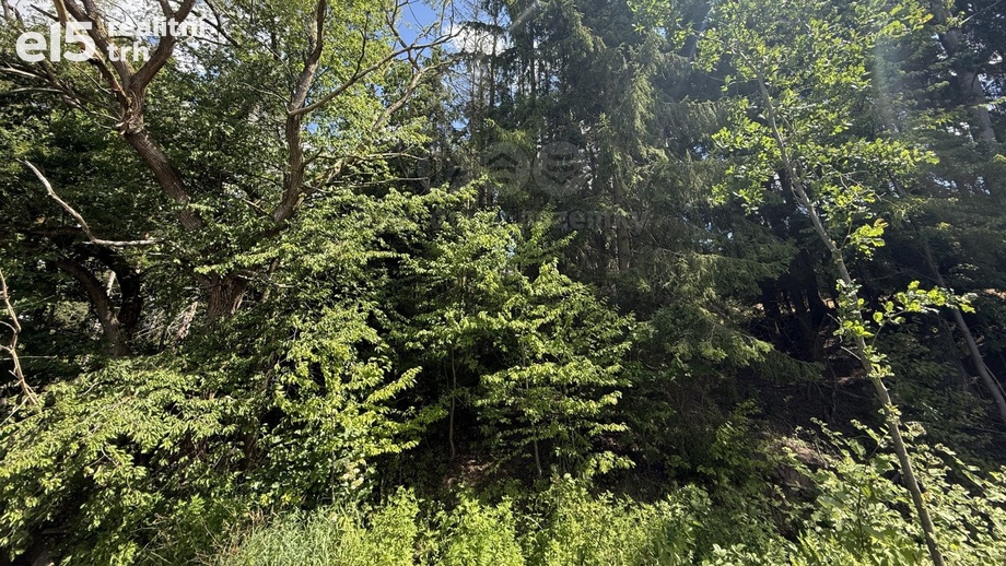 Prodej lesa 5 323 m²