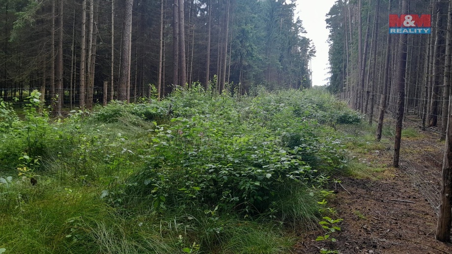 Prodej lesa 3 179 m², Bernartice