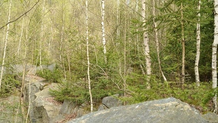 Prodej specifického pozemku 19 816 m², Chodová Planá