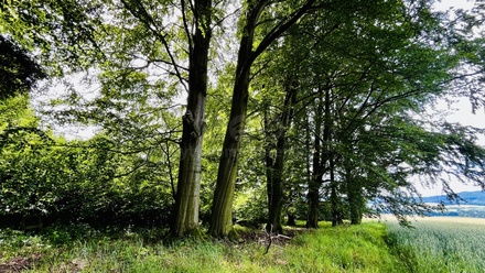 Prodej lesa 1 312 m², Libchavy