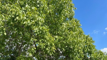 Prodej stavebního pozemku 1 198 m², Šlapanice u Brna