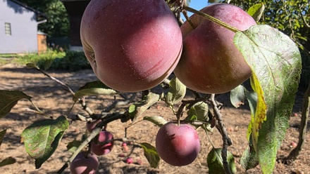 Prodej zahrady 393 m², Veselí nad Moravou