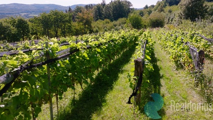 Prodej zemědělské usedlosti 170 m², Lhenice