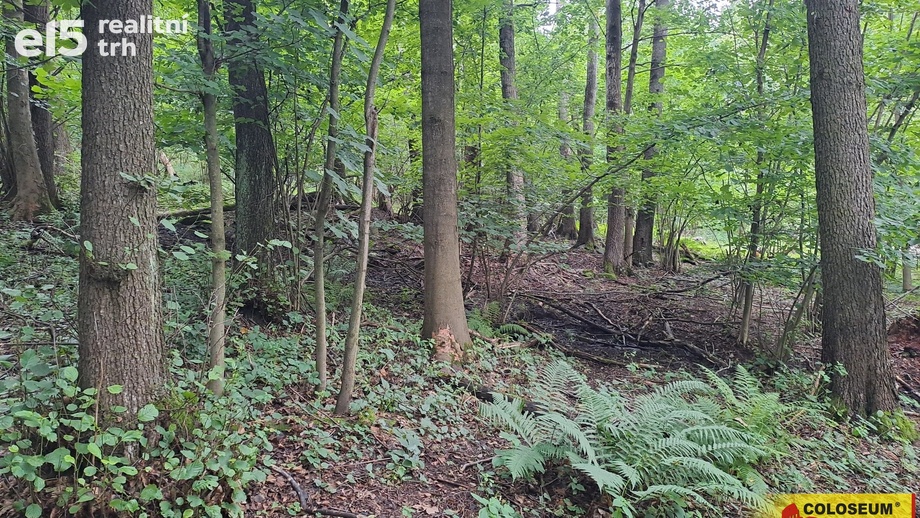 Prodej lesa 20 371 m², Dalečín - Hluboké