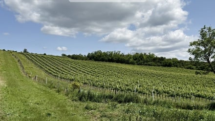 Prodej sadu / vinice 56 697 m², Šardice