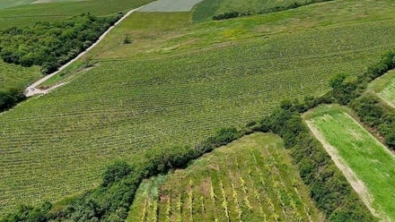 Prodej sadu / vinice 56 697 m², Šardice