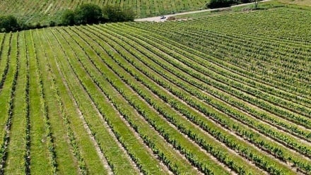 Prodej sadu / vinice 56 697 m², Šardice