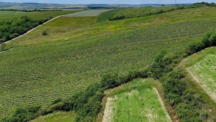 Prodej sadu / vinice 56 697 m², Šardice