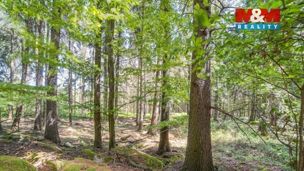 Prodej lesa 6 098 m², Močerady