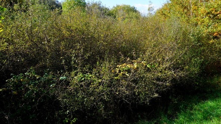 Prodej stavebního pozemku 3 689 m², Třebeň