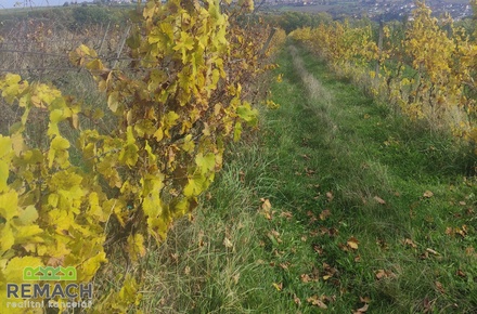 Prodej sadu / vinice 4 846 m², Ořechov