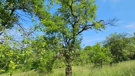 Prodej specifického pozemku 4 253 m², Koryčany