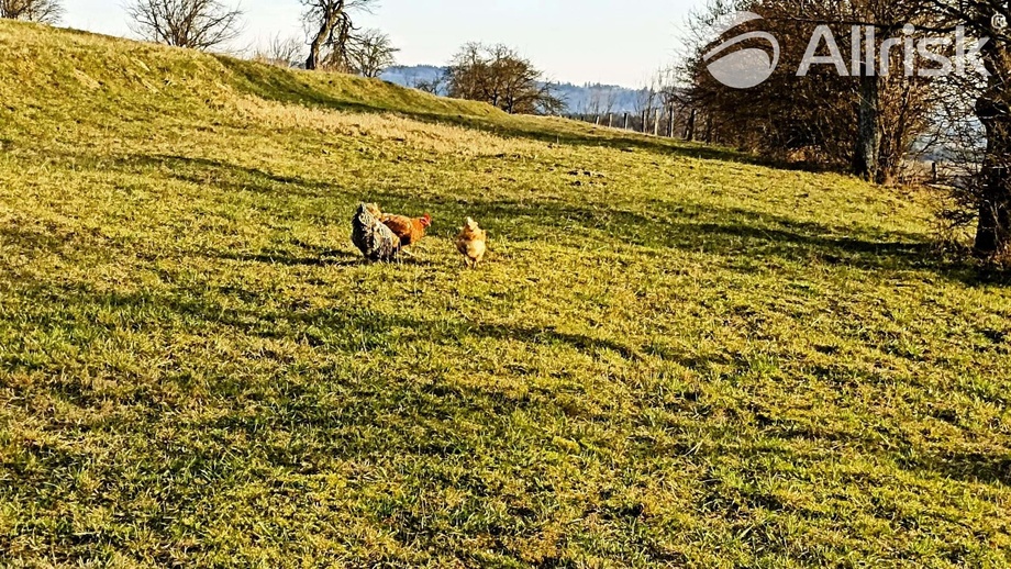 Prodej pozemky - zahrady, 4 837 m² - Lačnov