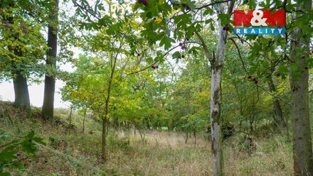 Prodej lesa 675 m², Dolní Habartice