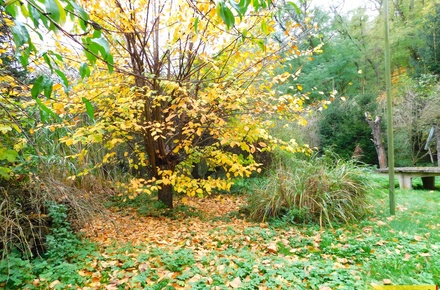 Prodej zahrady 387 m², Dyje