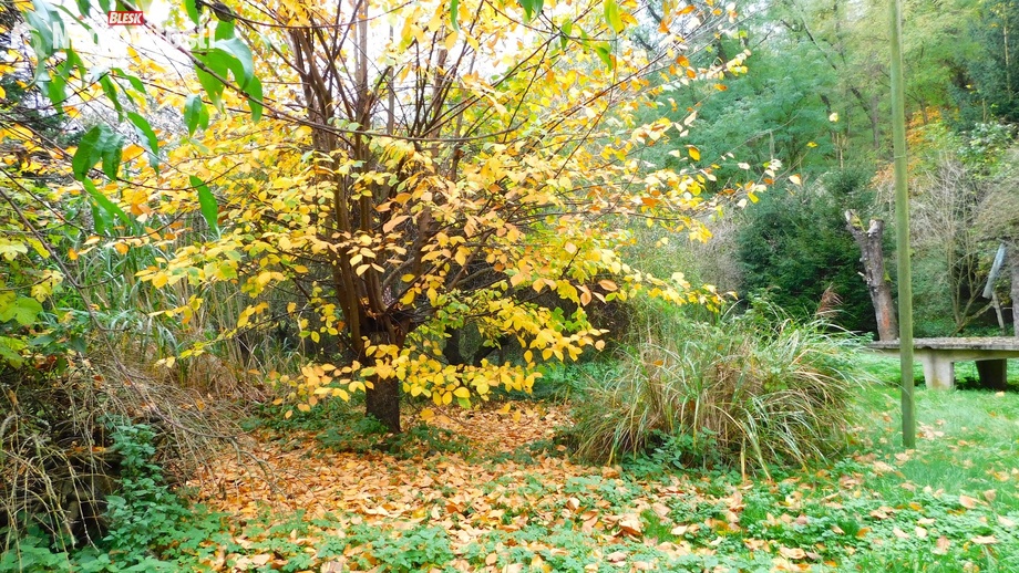 Prodej zahrady 387 m², Dyje