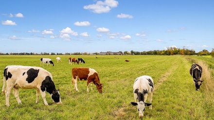 Prodej pole 23 163 m², Dolní Roveň