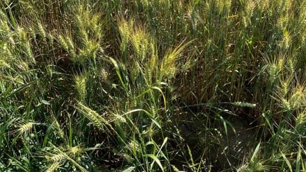 Prodej pole 6 249 m², Žďár nad Sázavou 2