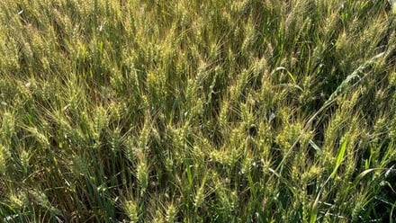 Prodej pole 6 249 m², Žďár nad Sázavou 2