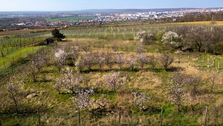 Prodej zahrady 2 462 m², Dobšice