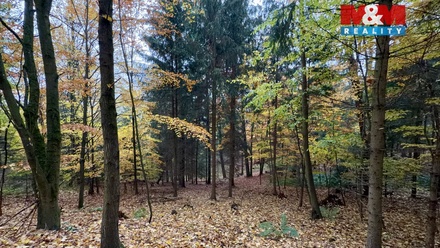 Prodej lesa 6 855 m², Jestřebí
