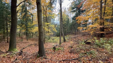 Prodej lesa 6 855 m², Jestřebí