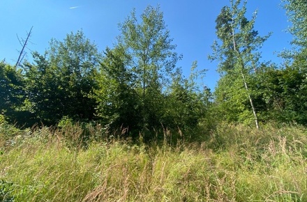 Dražby lesa 2 269 m², Kožichovice