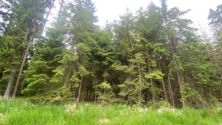 Dražby lesa 3 197 m², Blížejov