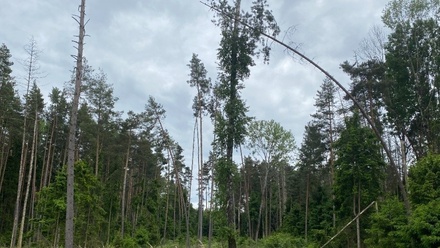 Dražby lesa 3 197 m², Blížejov