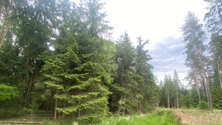 Dražby lesa 3 197 m², Blížejov