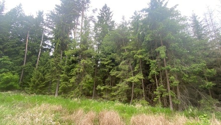 Dražby lesa 3 197 m², Blížejov