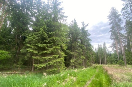 Dražby lesa 3 197 m², Blížejov