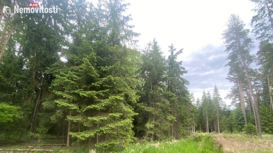 Dražby lesa 3 197 m², Blížejov