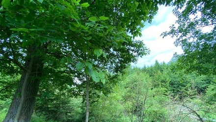 Dražby lesa 4 481 m², Blížejov