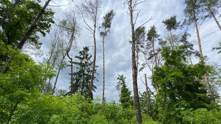 Dražby lesa 4 481 m², Blížejov