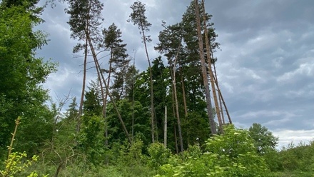 Dražby lesa 4 481 m², Blížejov