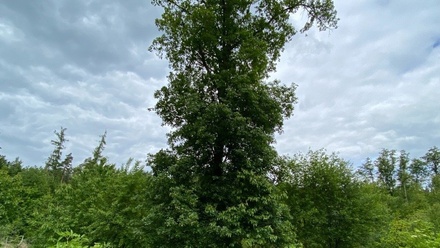 Dražby lesa 4 481 m², Blížejov