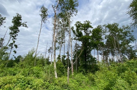 Dražby lesa 4 481 m², Blížejov