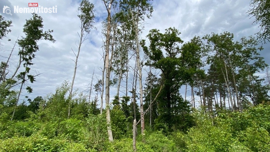 Dražby lesa 4 481 m², Blížejov