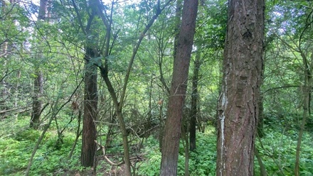 Dražby lesa 6 551 m², Slavičky