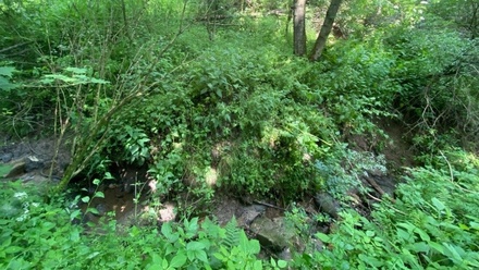 Dražby lesa 6 551 m², Slavičky