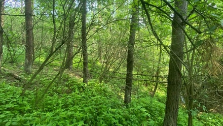 Dražby lesa 6 551 m², Slavičky