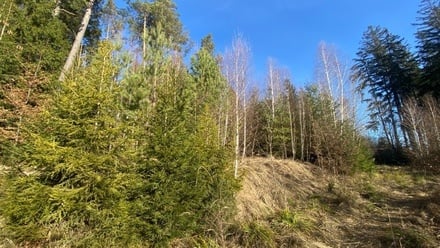 Dražby lesa 11 769 m², Ústí